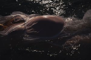 A series of seven dark images showing water reflections and ripples with glittering highlights against a black background.