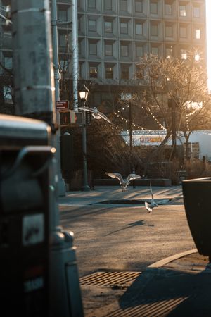 Sunlit urban plaza with pigeons flying in golden afternoon light.