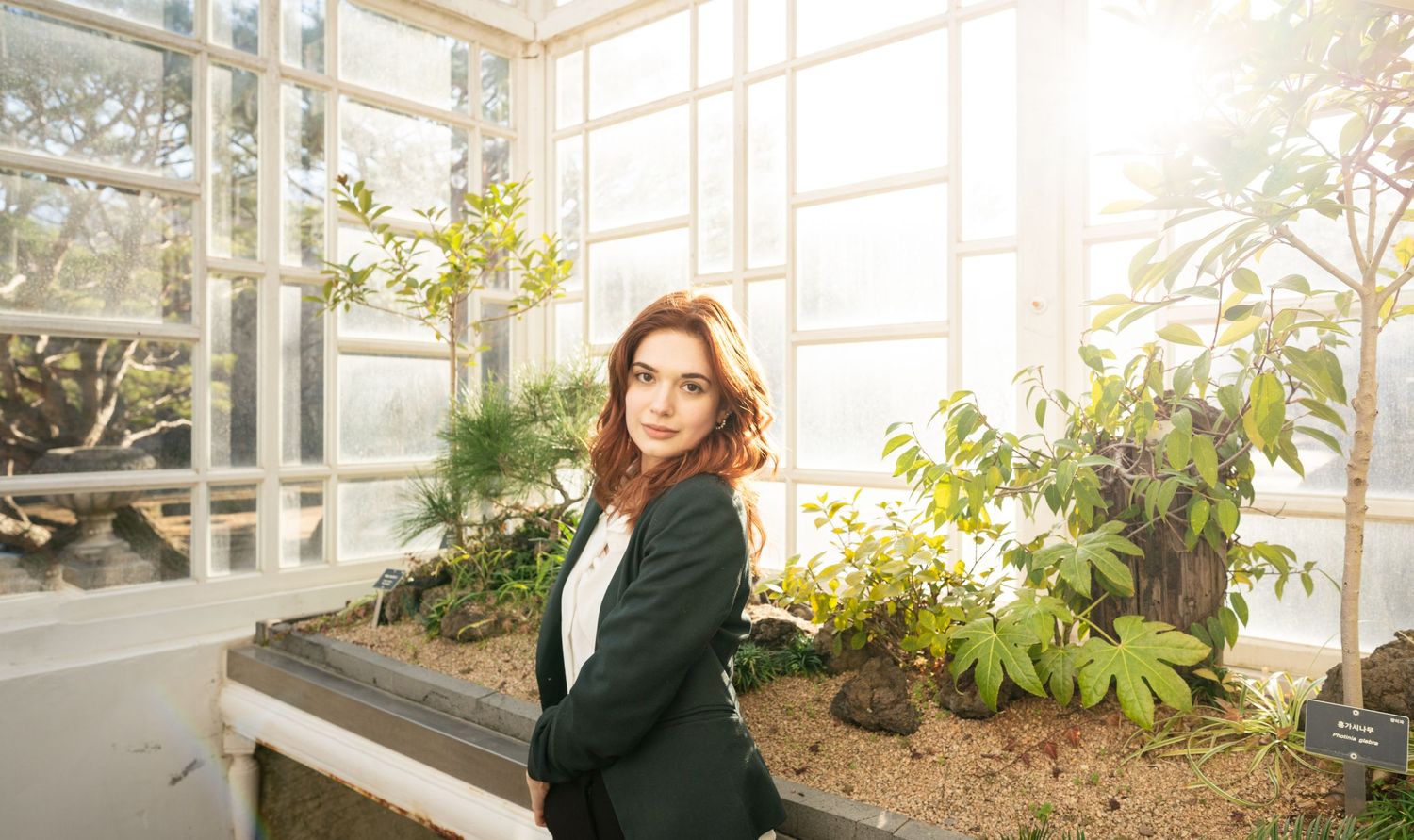 A sunlit greenhouse interior with white frames and lush green plants growing along the windows.
