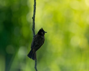 Dark bird silhouette perched on a vertical branch against a soft green background.