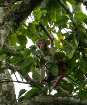 Monkey peering through dense green foliage in a tree.
