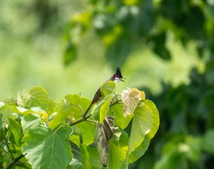 Fresh green grape leaves and vines growing in bright sunlight.