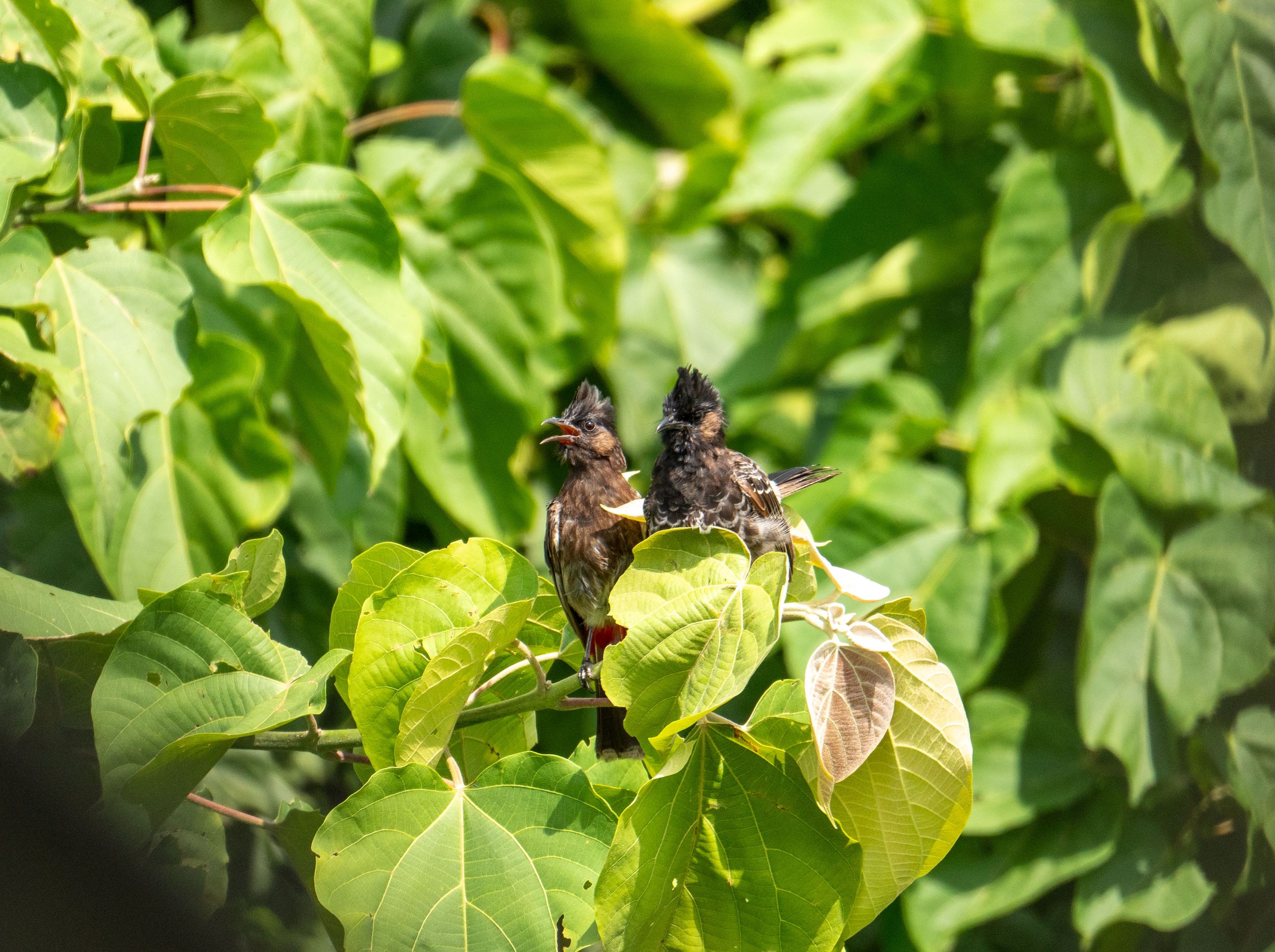 Close-up of vibrant green ivy leaves growing on a surface.