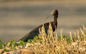 Dark-colored bird perched on a branch against a blurred natural background.