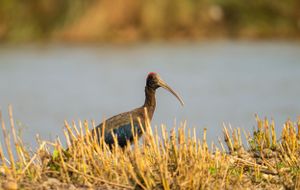 Black bird with long curved beak standing in golden grass near the water's edge.