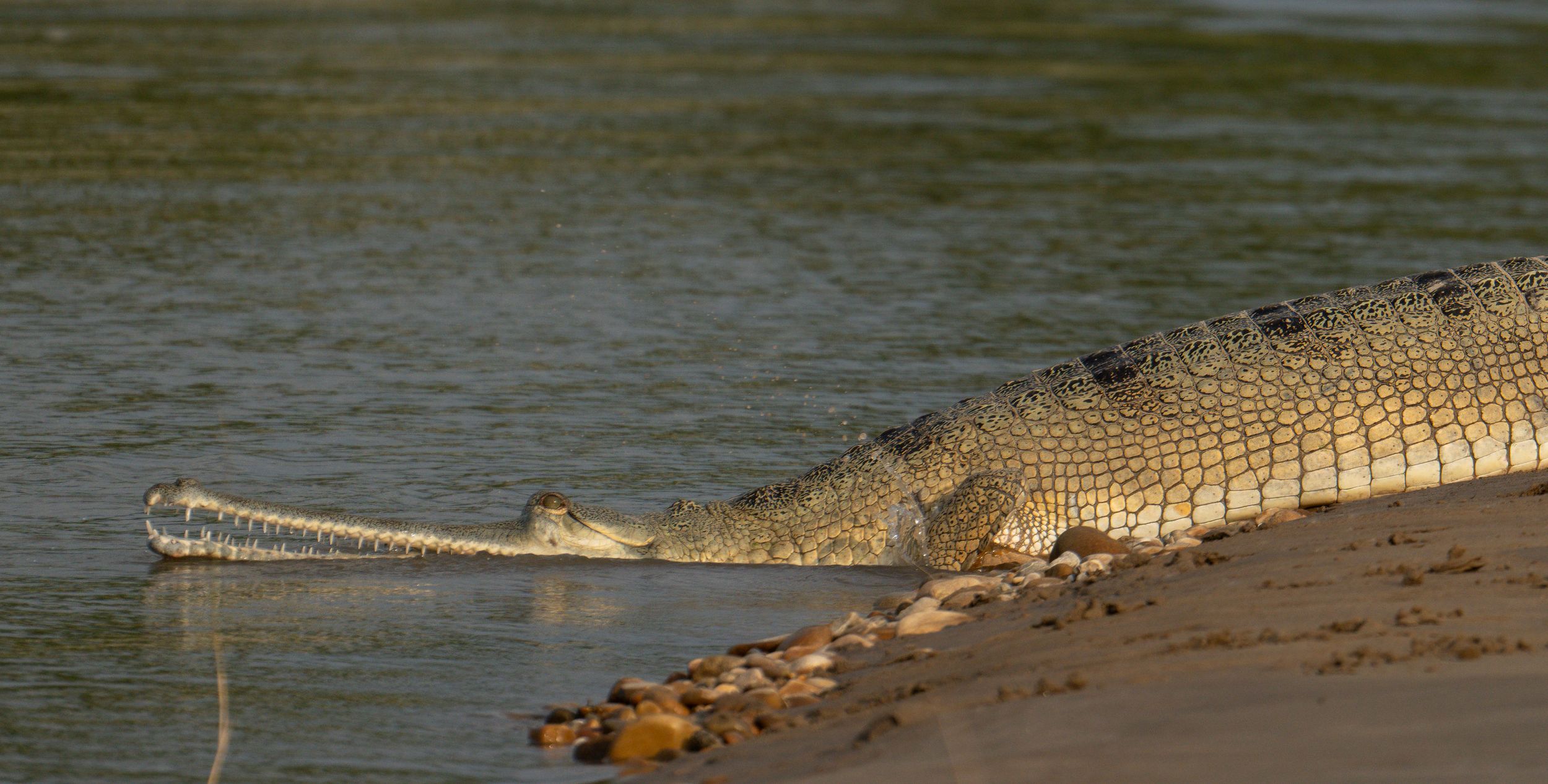 Crocodile resting on a sandy riverbank while small birds walk nearby in the water.