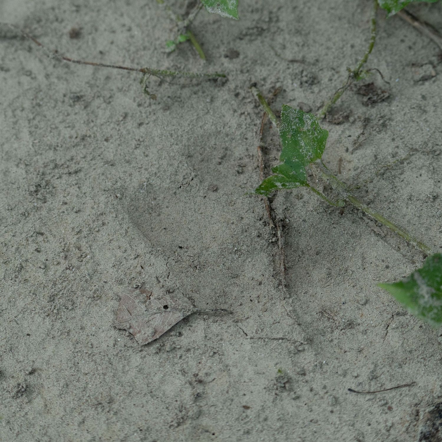 Concrete or stone surface with small green plant sprouts emerging along the edge.