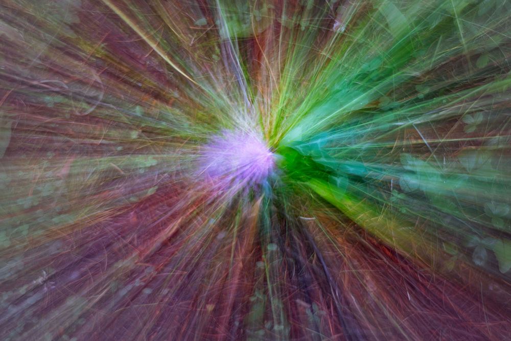 ICM, colourful wildflowers