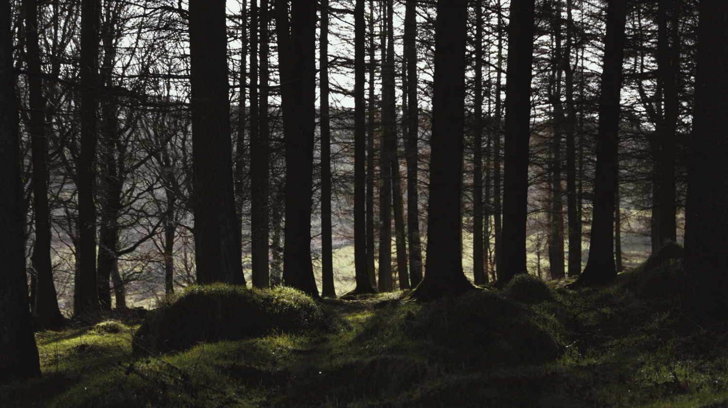Sunlit moss-covered forest floor beneath tall pine trees creates a mystical atmosphere in a dark woodland setting.
