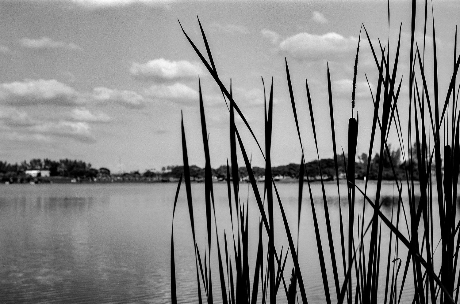 Silhouetted cattails frame a serene lake view in black and white.