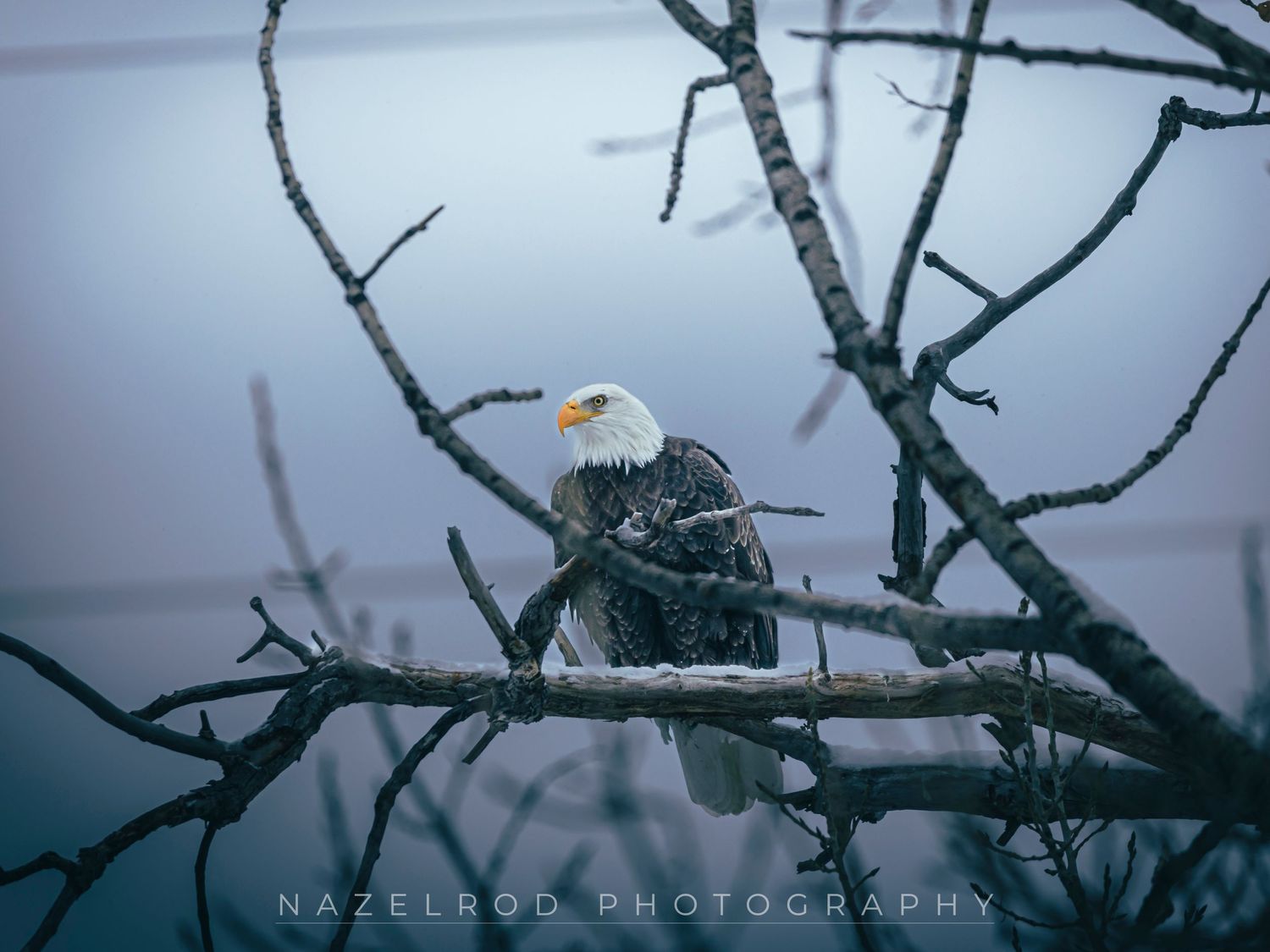 American Eagle