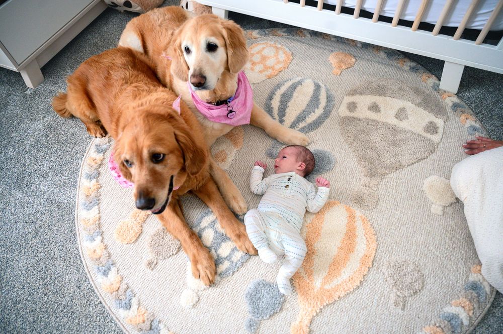 A golden retriever dog lies comfortably on a round gray and peach-colored area rug.