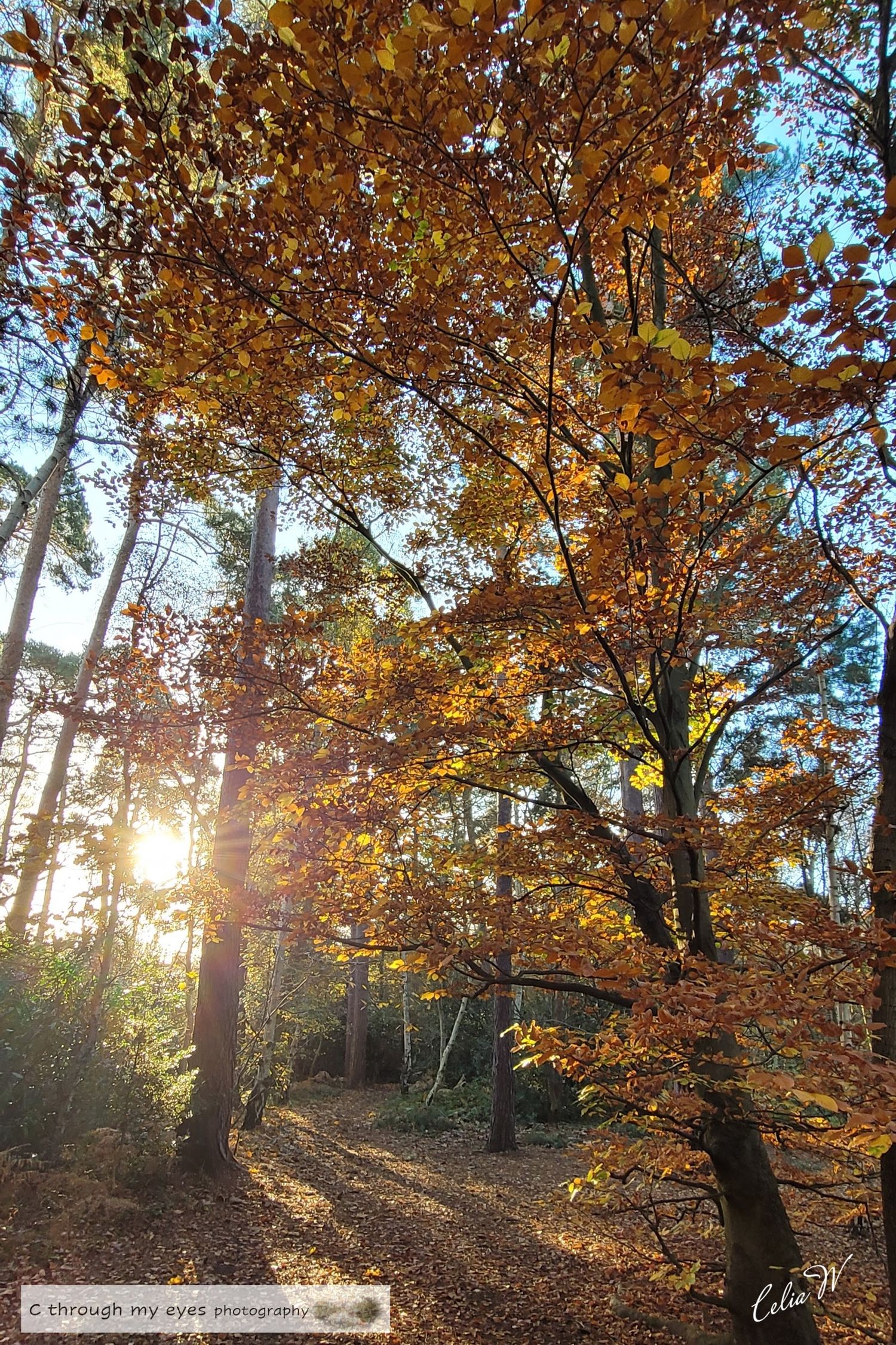 Autumn leaves and trees in colours of red and brown. Sunlight.
