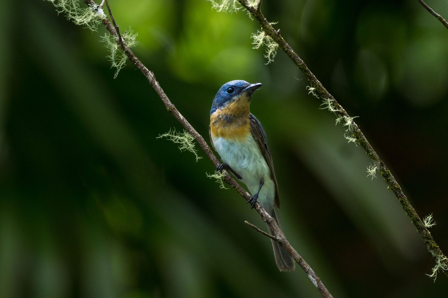 A female Satin Flycatcher rests on a delicate branch with soft green foliage in the background.