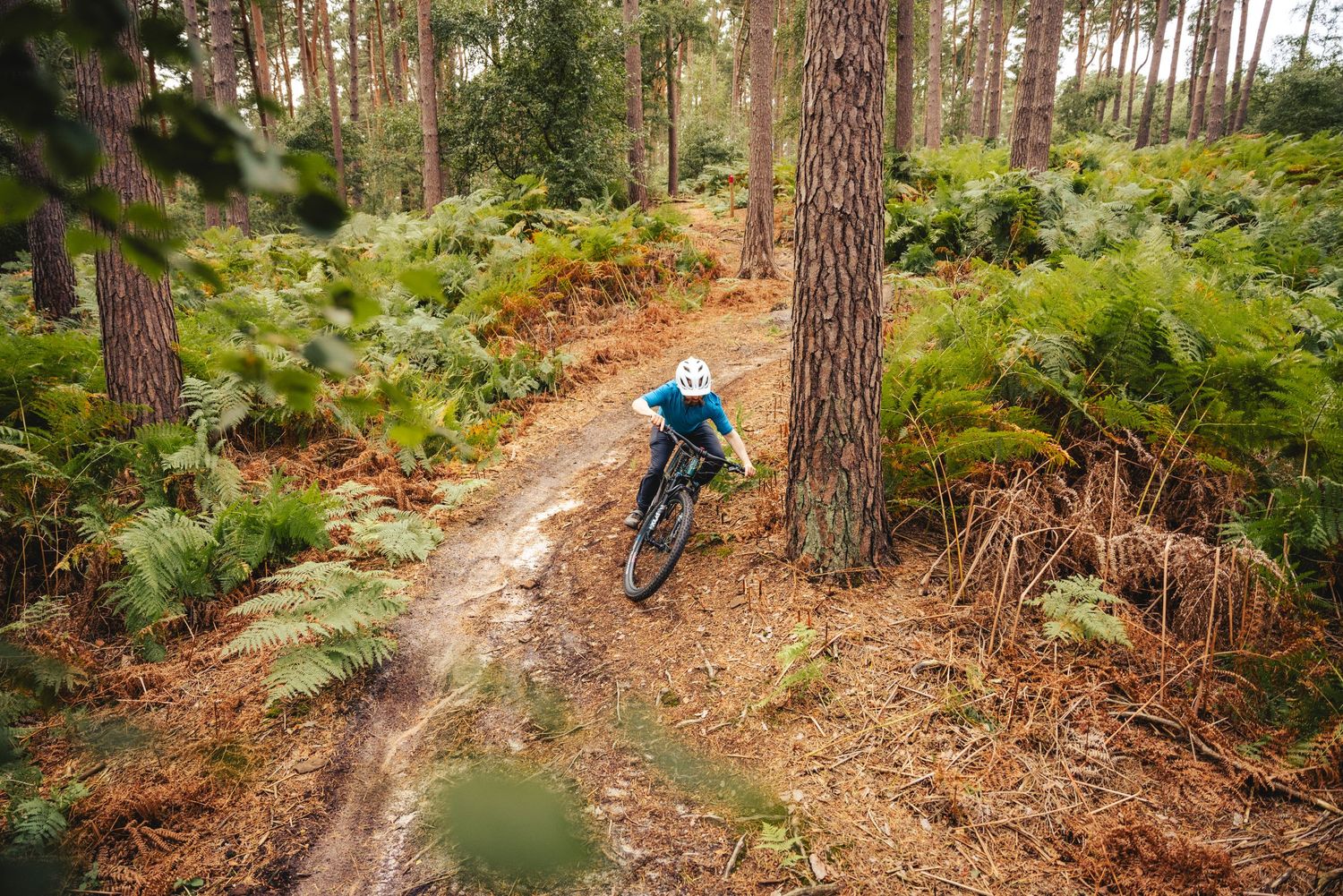 Mountain biker navigates a winding dirt trail through a pine forest with dense ferns growing along the path.