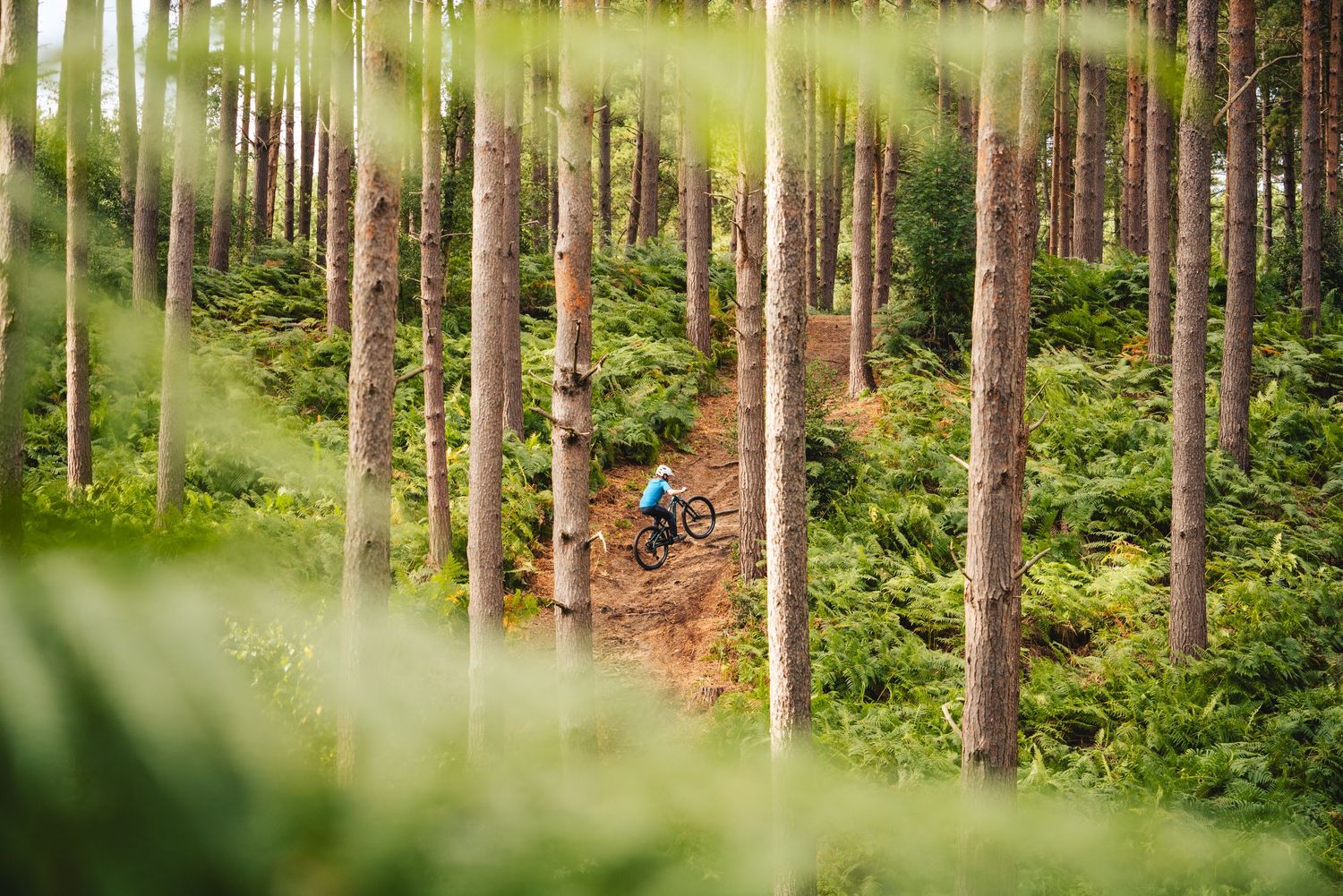 Distant view of mountain biker riding through tall pine trees on a forest trail surrounded by lush vegetation.