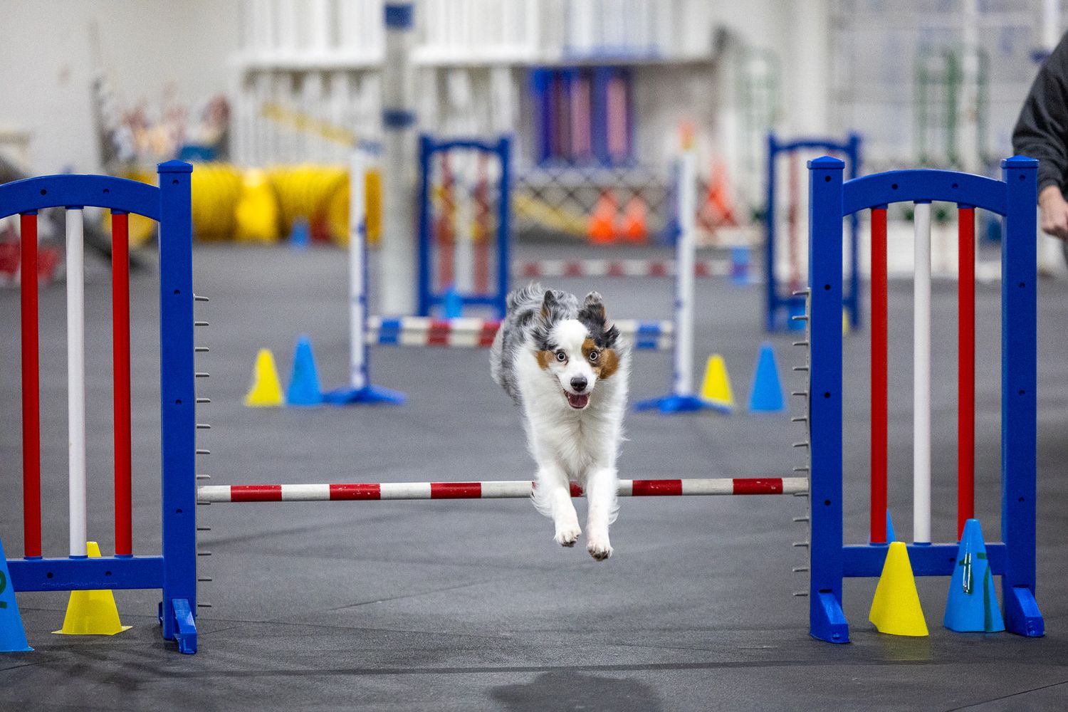 Dog running through agility course with blue and red jump obstacles.