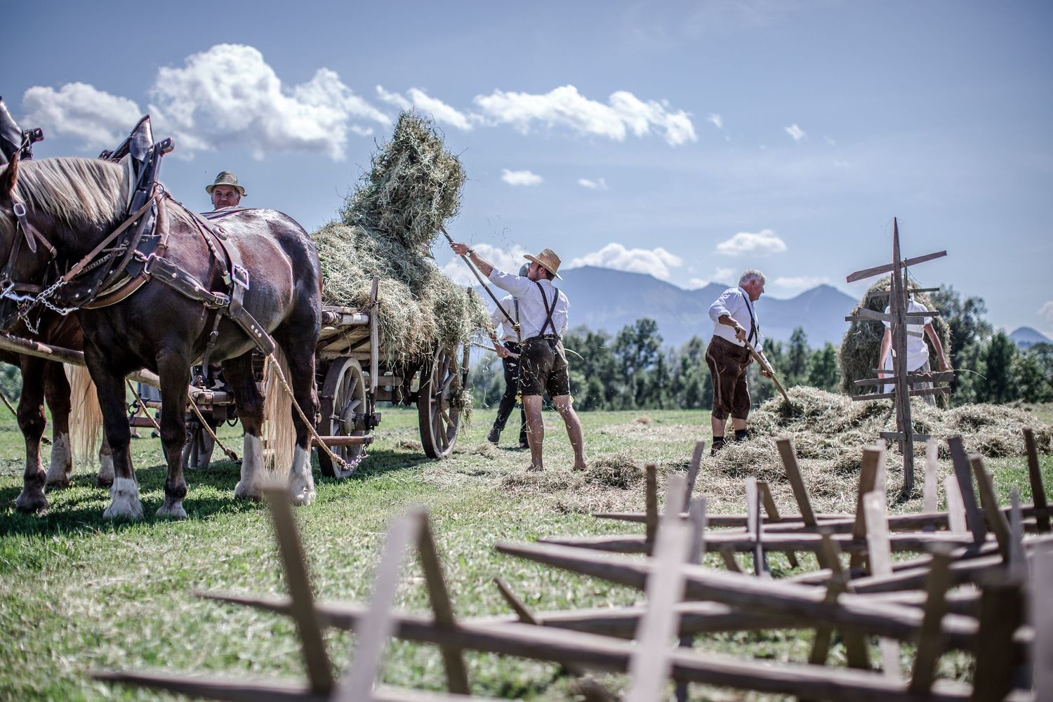 Fotografie; Pferde; Pferdefotos; Pferdefotografie; Landleben; Bauern; Landwirtschaft; Sommer; Sommerzeit; Tradition; Da Schachten