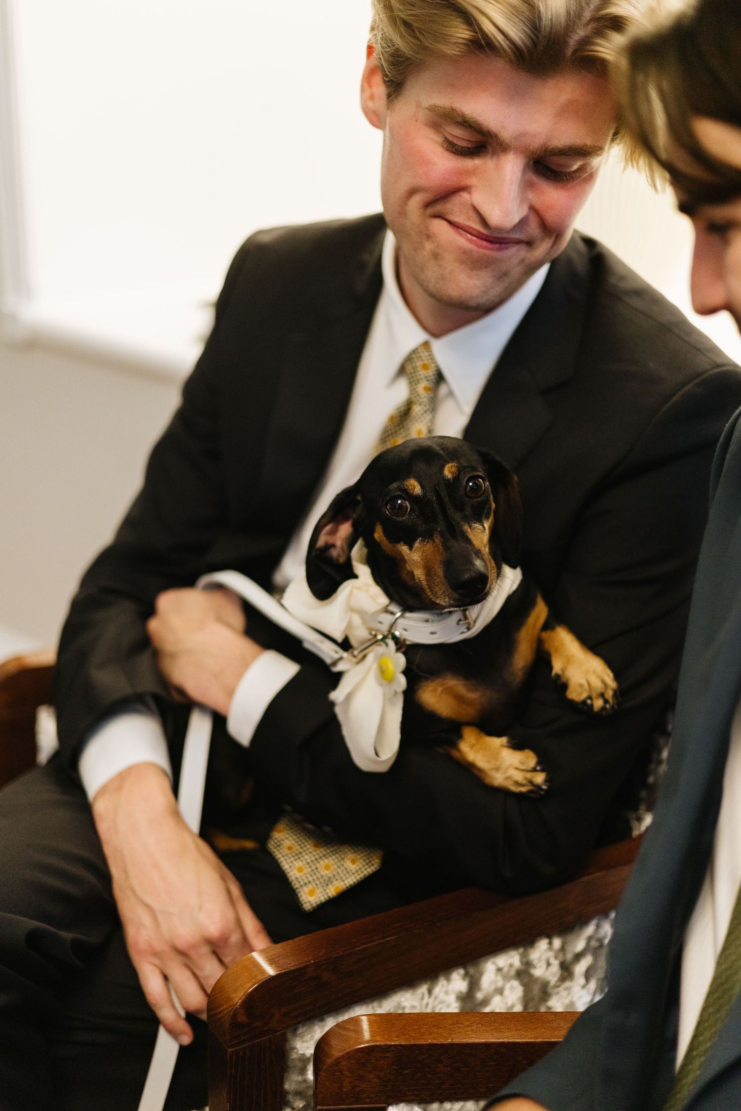 A dressed-up small dog wearing a bow tie sits on someone's lap during micro wedding.