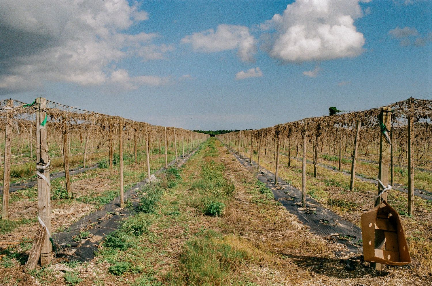 Rows of grapevines stretch into the distance under a blue sky with white clouds in a vineyard setting.