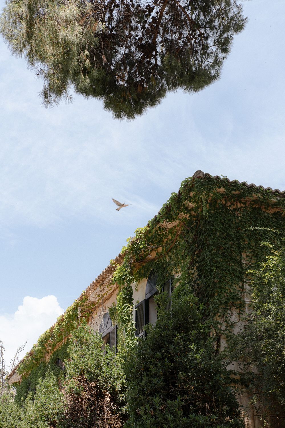 Bird flying over an ivy-covered building facade against a blue sky.