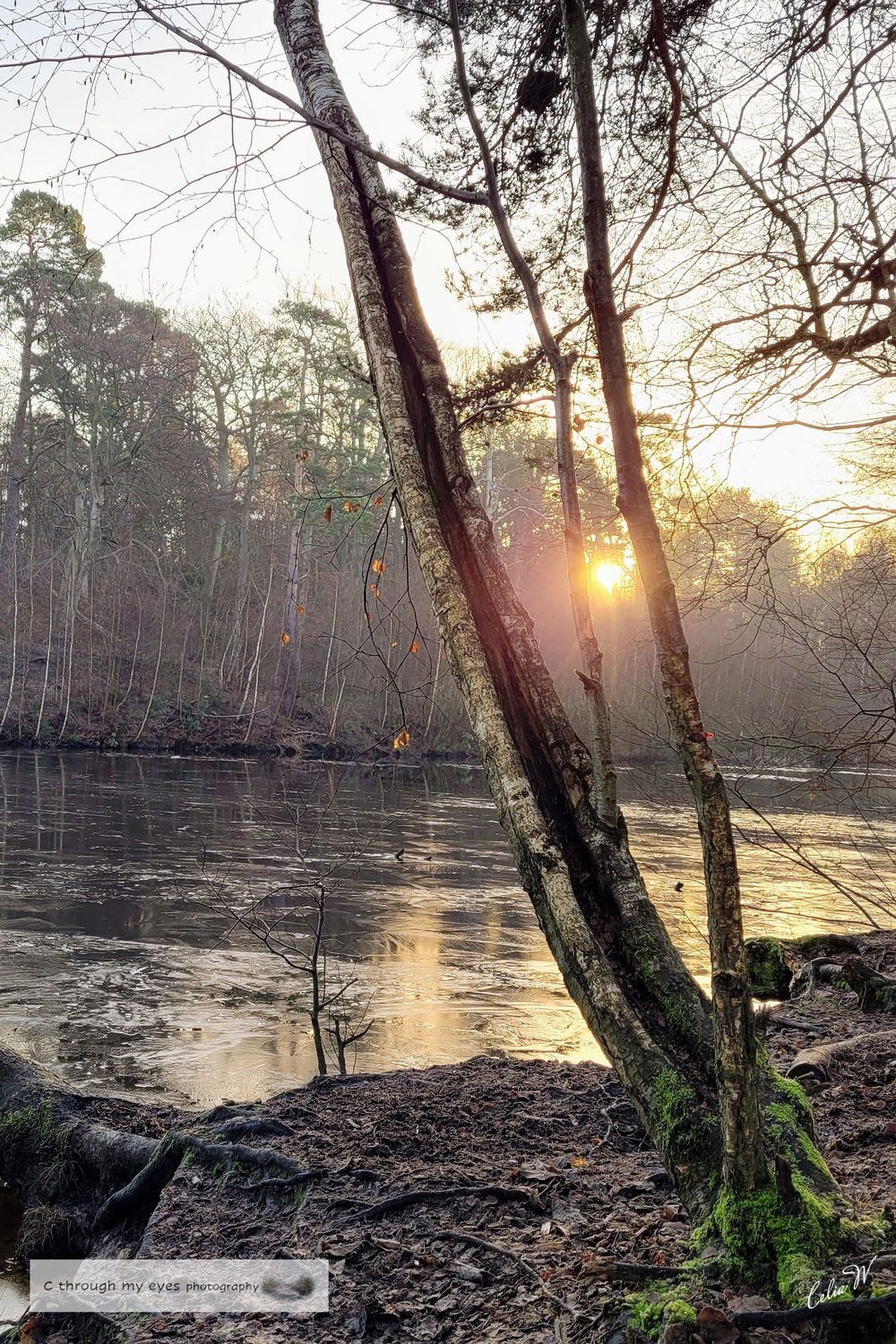 trees winter, lake, sunshine, esher commons, surrey, england, landscape photography