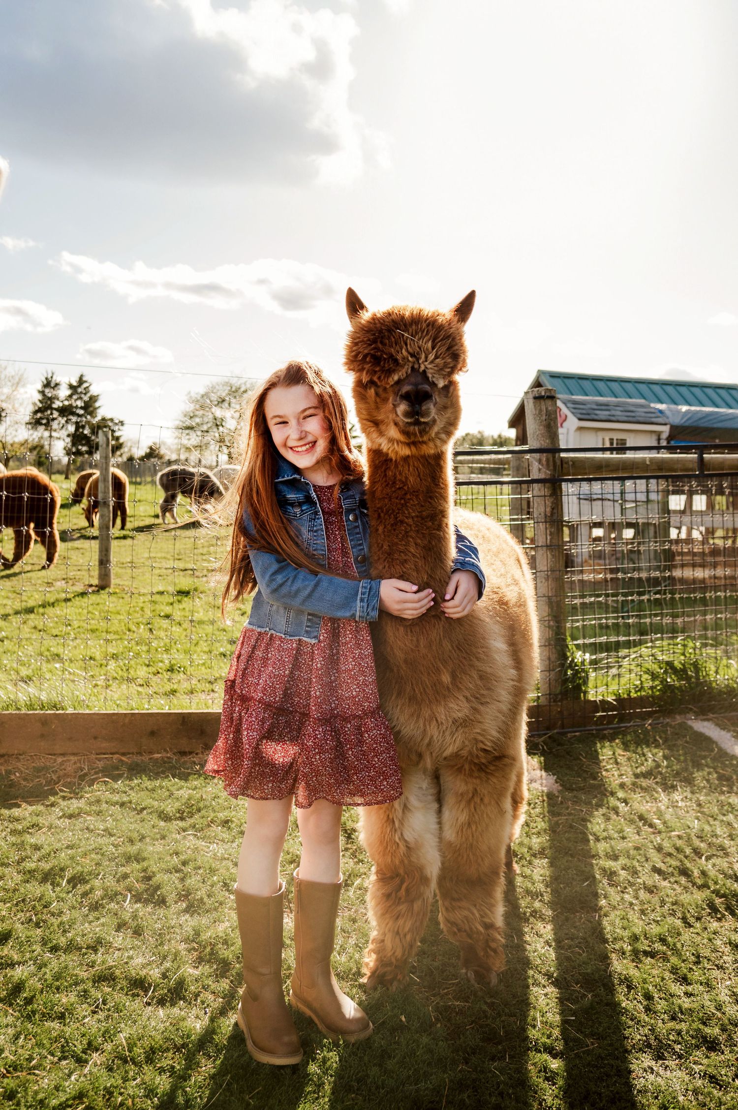 Brown alpaca standing next to someone in denim and floral dress on sunny farm.
