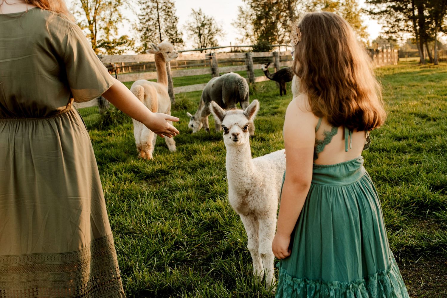 A group interacting with a friendly alpaca in a sunlit pasture.