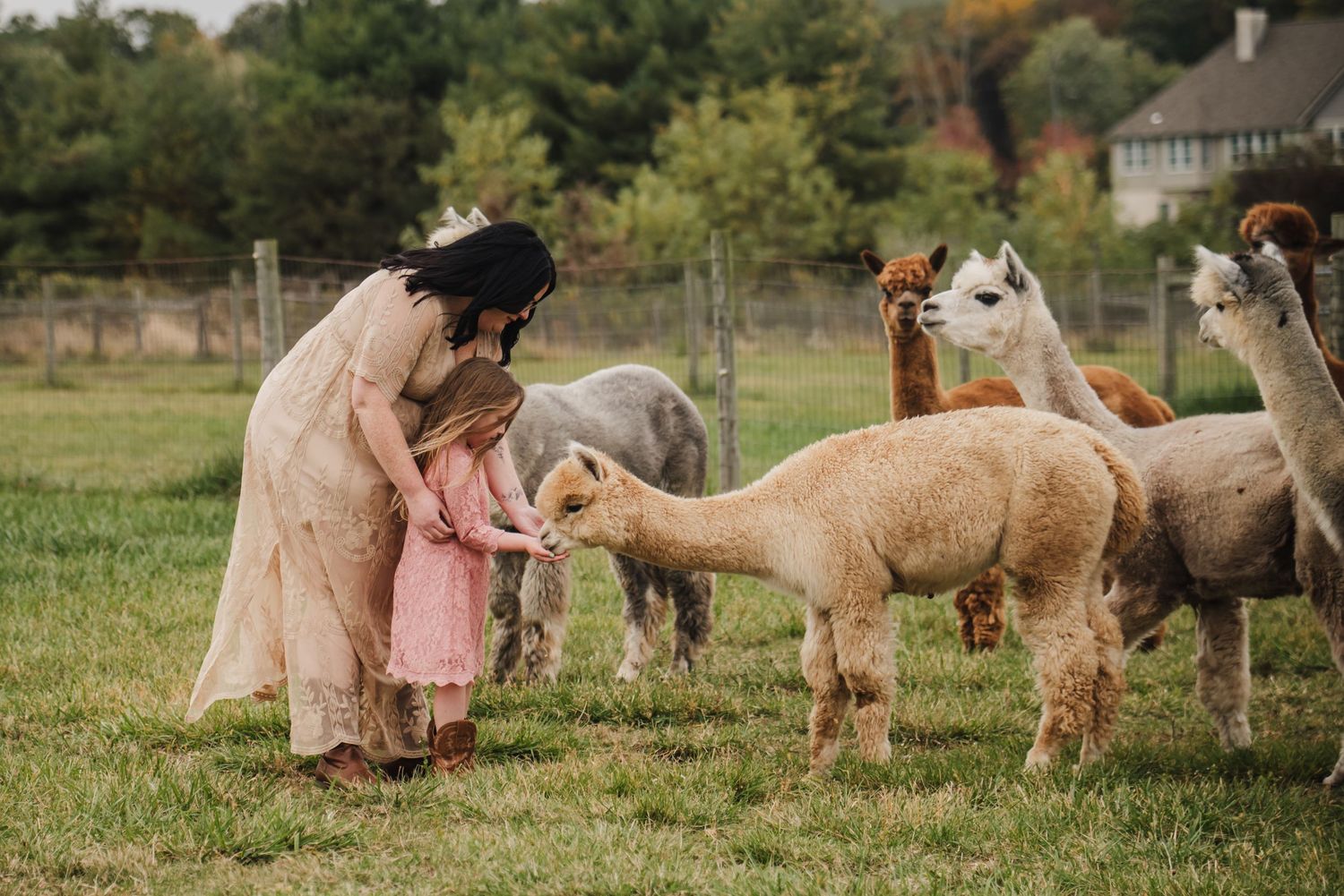 Woman and child feeding alpacas on a farm, surrounded by a herd of alpacas in a green pasture.