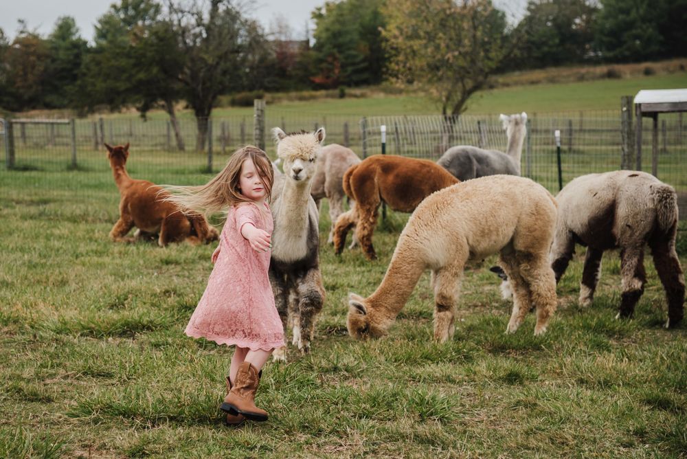 Young girl in pink dress walks among alpacas on a green farm pasture with trees in the background.
