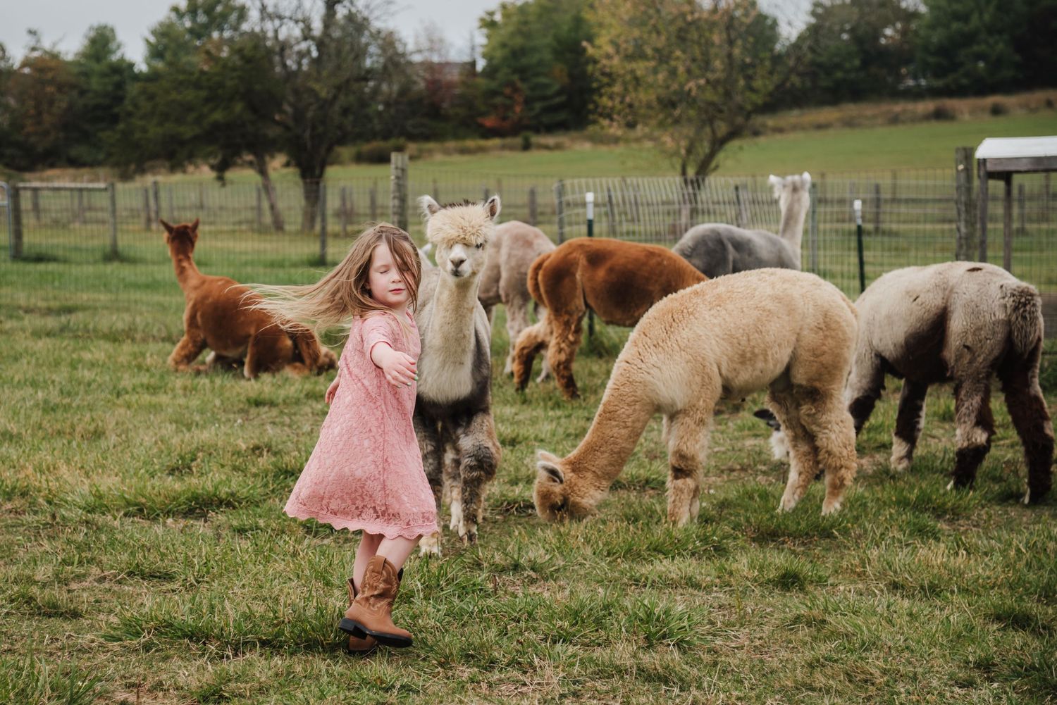 Young girl in pink dress walks among alpacas on a green farm pasture with trees in the background.