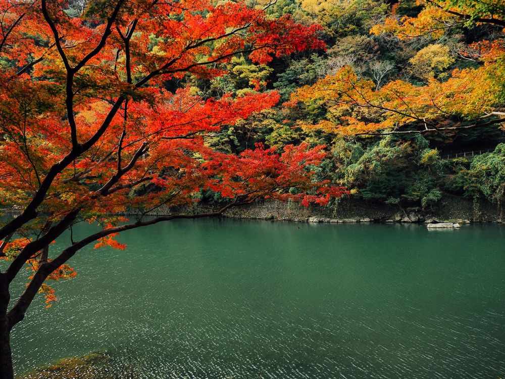 Vibrant red and yellow autumn maple trees surrounding a tranquil green lake.