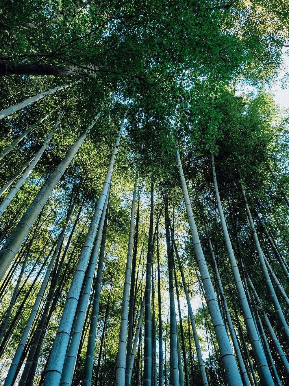 Towering green bamboo forest shot from below with sunlight filtering through the canopy.
