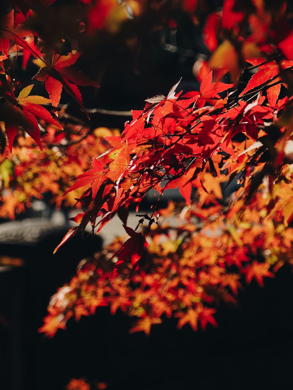 Bright red Japanese maple leaves illuminated against dark background.