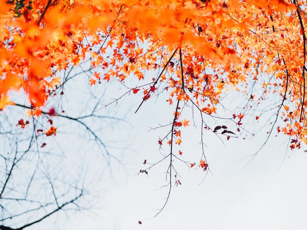 Vibrant orange autumn maple leaves against a soft blue sky background.