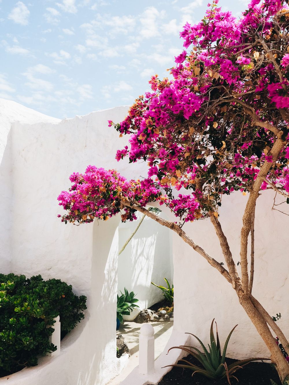 Vibrant pink bougainvillea flowers cascading over white Mediterranean architecture.