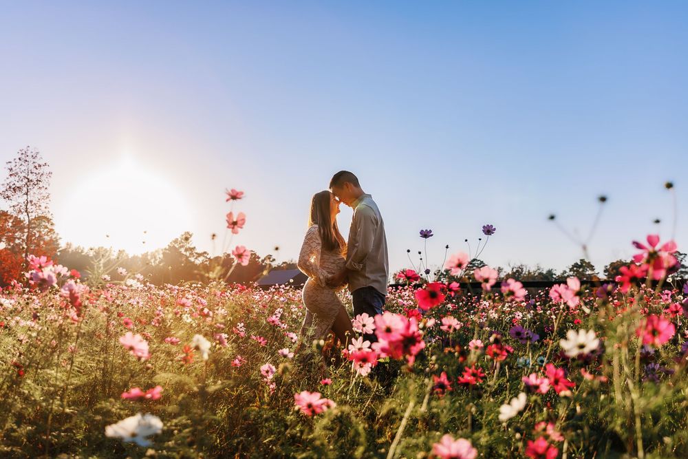 Pink and white cosmos flowers sway in a sunlit meadow during golden hour with sunbeams filtering through the petals.