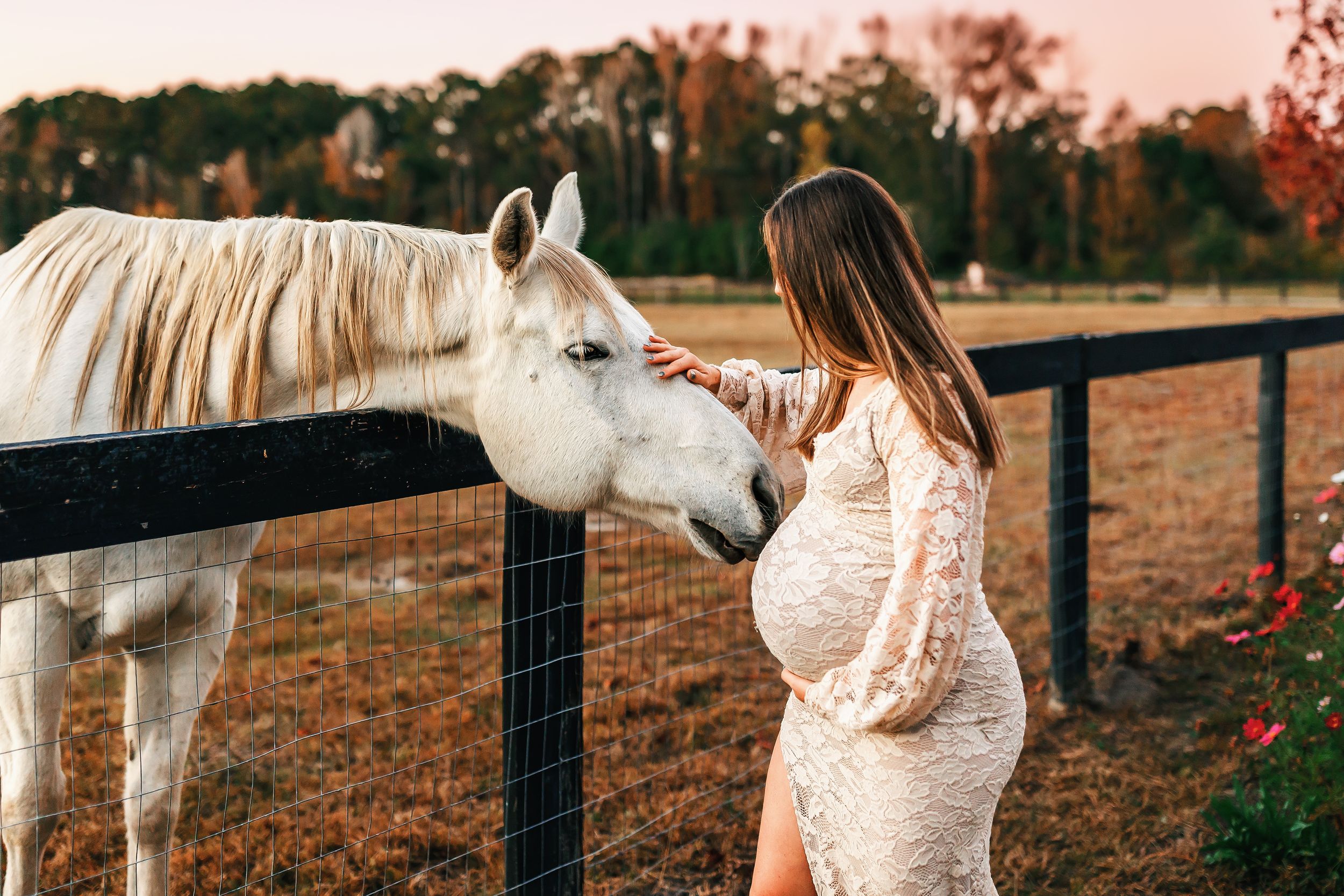 White horse stands behind black metal fencing in an autumn field during golden sunset.