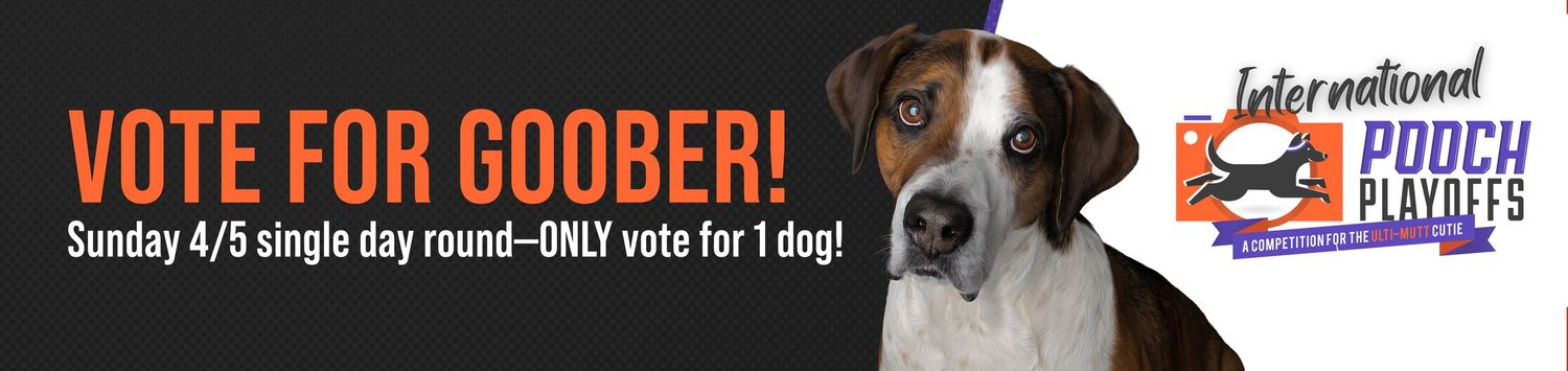 Brown and white bulldog wearing a bowtie poses against dark background for Pooch Playoffs voting campaign banner.