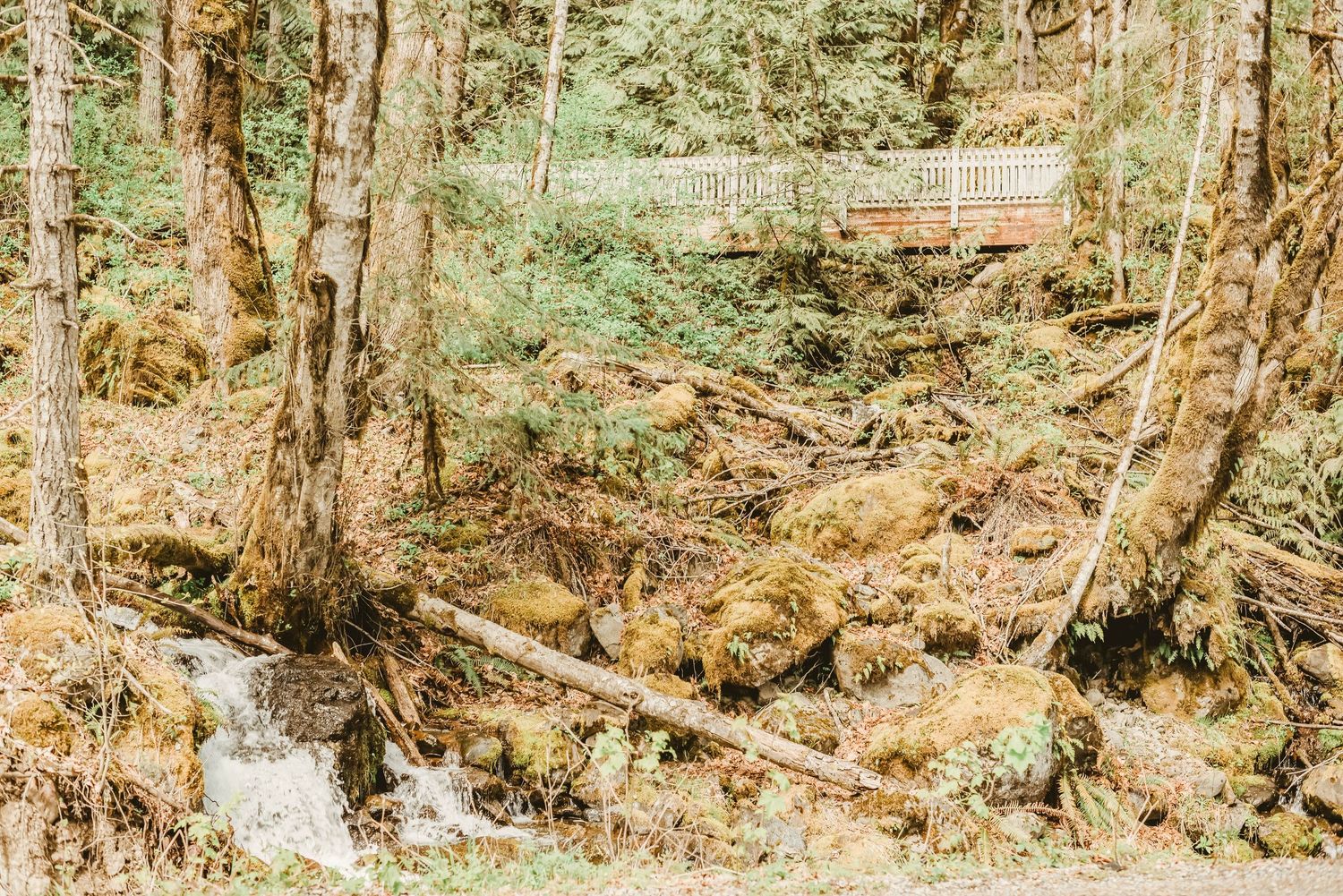 A wooden footbridge spans across a small forest stream surrounded by moss-covered rocks and trees in a lush woodland.