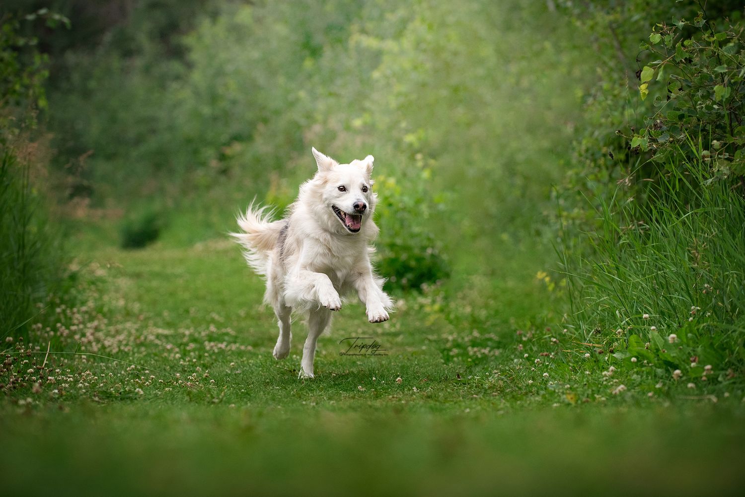 Rescue-dog-bentley-playing-red-deer-alberta-pet-photographer-summer-portrait-session