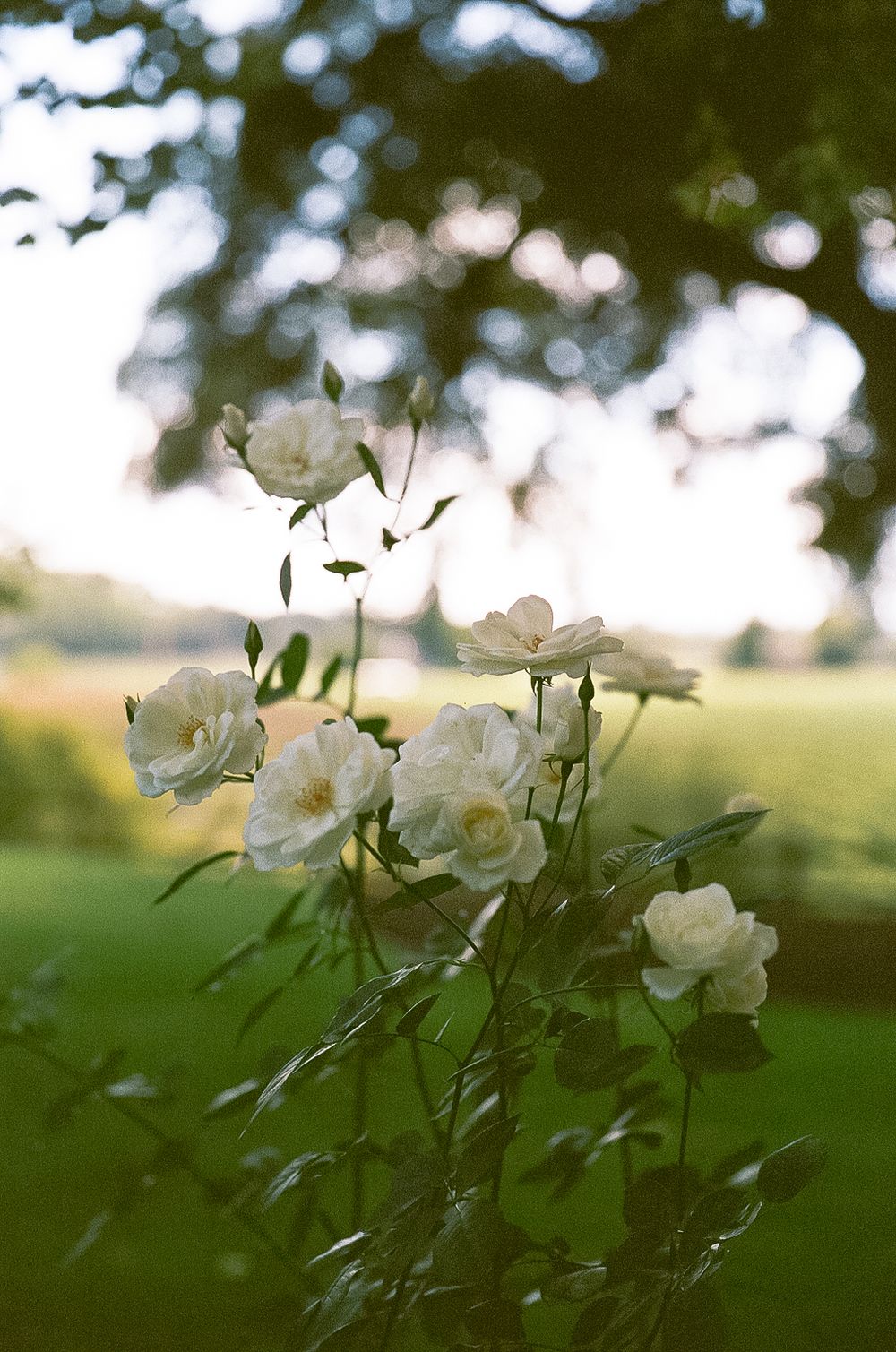 White roses bloom against a soft-focus natural green background in evening light.