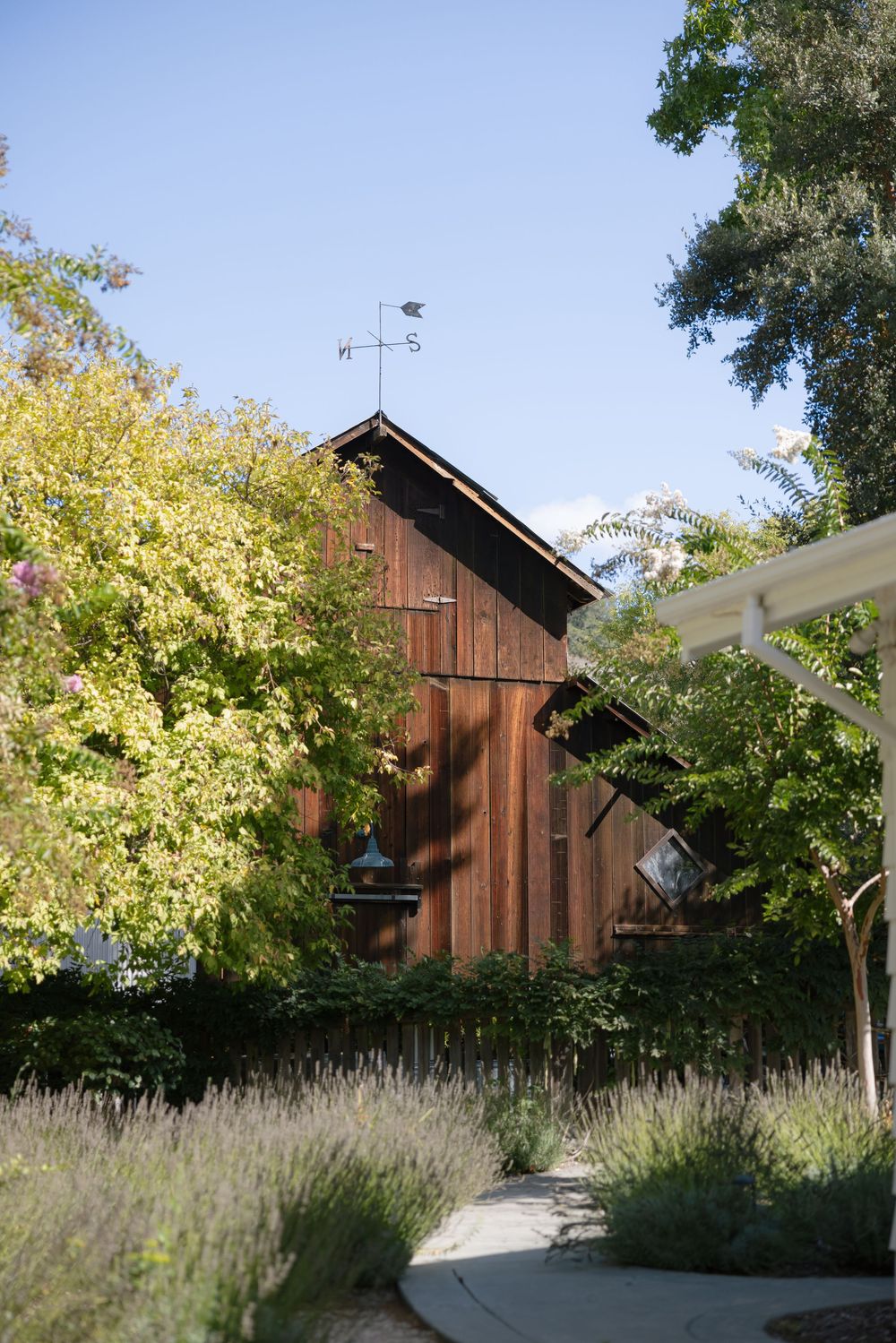 Rustic wooden barn with weathervane surrounded by lavender and green foliage.