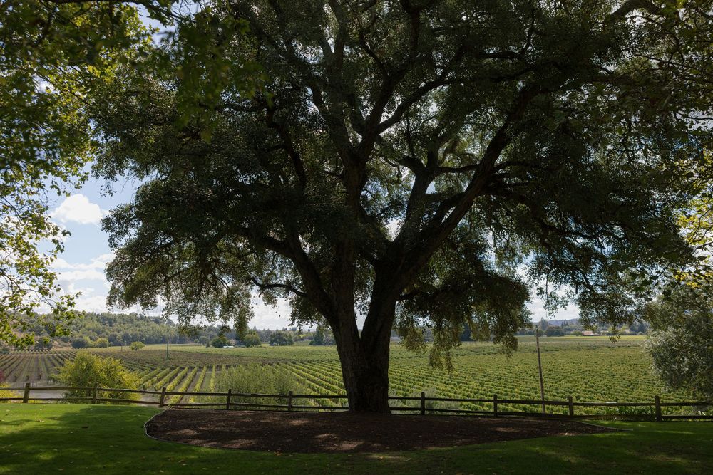A large oak tree frames a scenic view of vineyard rows stretching into the distance on a sunny day.