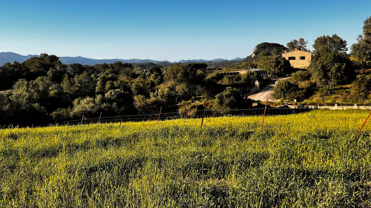 Rolling countryside landscape with blooming almond trees under bright blue sky and puffy white clouds in springtime.