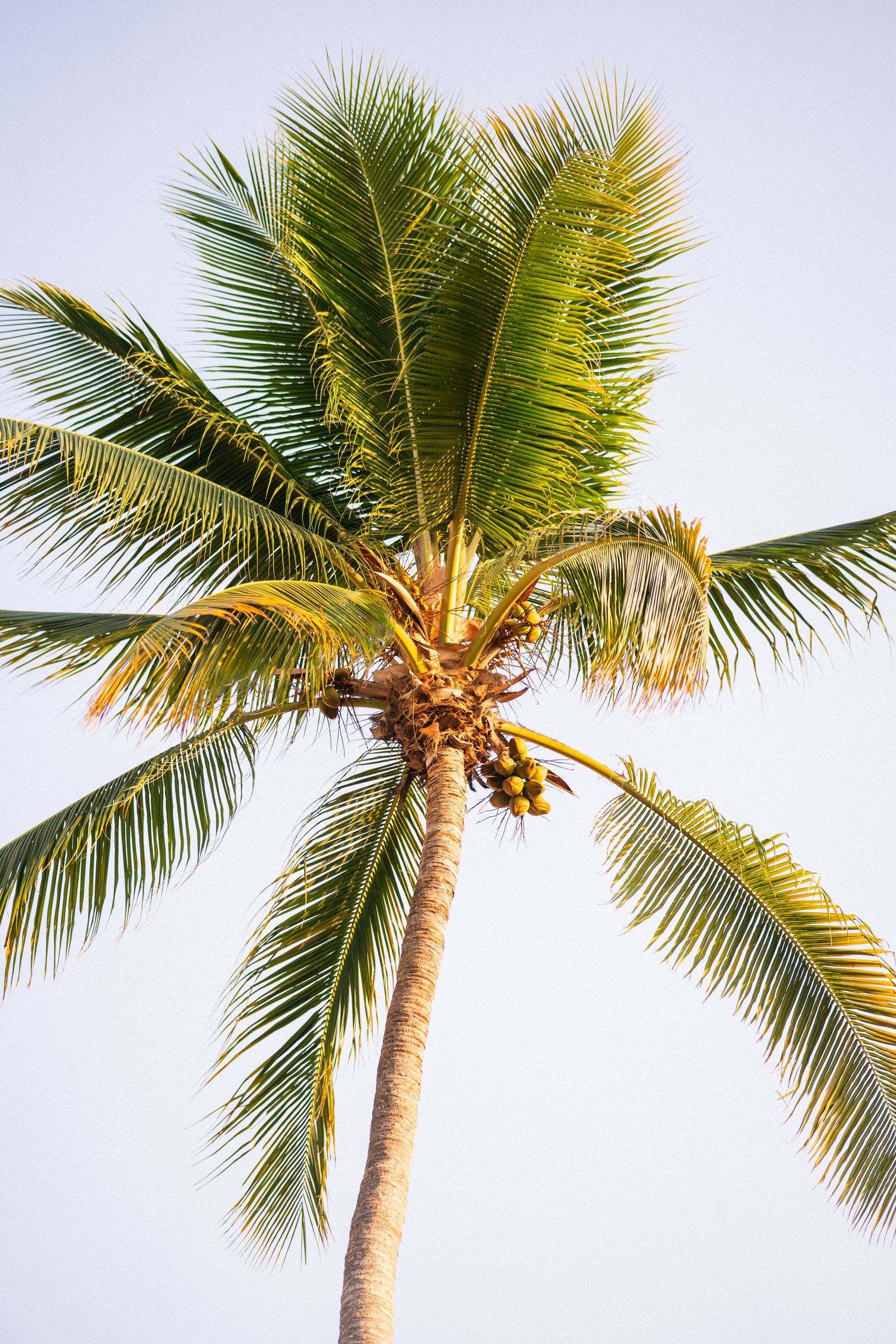 Low angle view of coconut palm trees with green fronds against bright sky during golden hour.