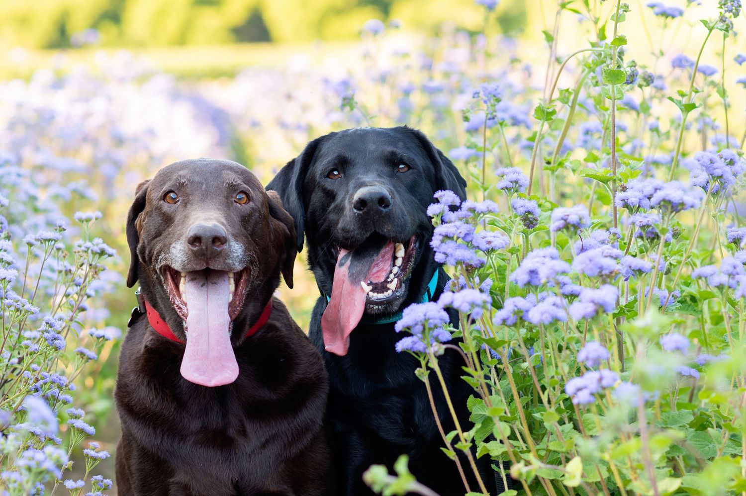 Two happy Labrador Retrievers, chocolate and black, sitting among purple wildflowers with tongues out.