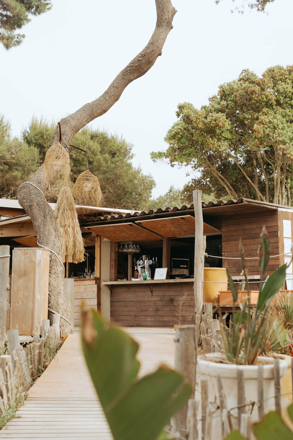 Bar de plage en bois rustique avec promenade, entouré de pins et de plantes tropicales par une journée ensoleillée.