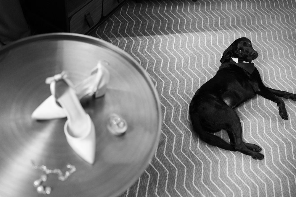 Black Labrador dog resting on chevron patterned floor beside a glass table with white bridal heels and jewelry.