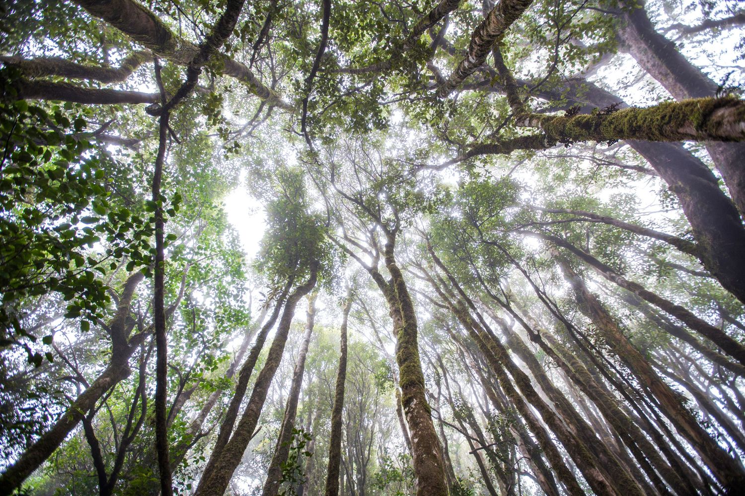 Low angle view looking up through tall tropical rainforest trees toward misty sky.